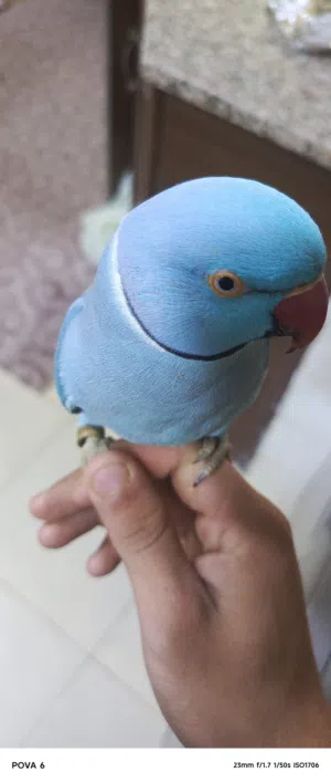 جوز كوكتيل شغالات مكفولات للبدل+بغبغاء دره للبيع