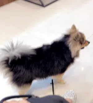 مطلوب ذكر التزاوج