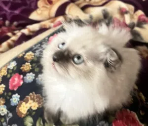 Himayalan kitten for sale