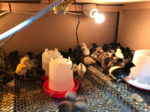 صيصان بلدي