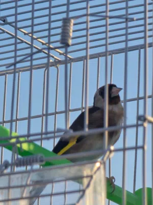 محمد حمدالله عيسى المصري 