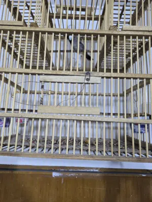 زوج بلابل  نثى وفحل