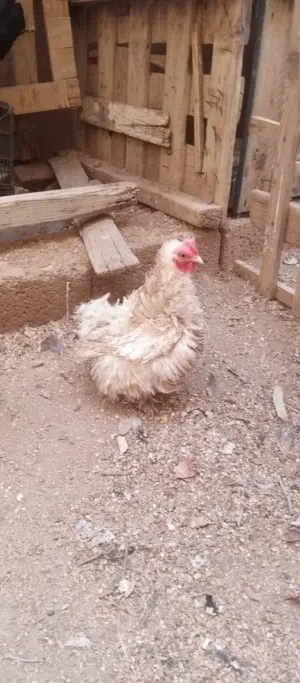 دجاج باندا مليف سعر ساوم