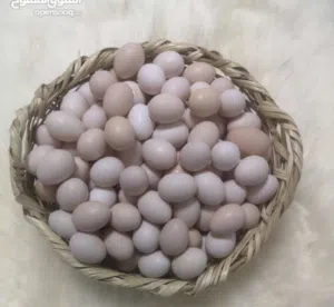 ديوك عمانيه مختلف الاحجام  وفرنسي والاندونيسي الملكي وز وبيض مخصب للتفقيس