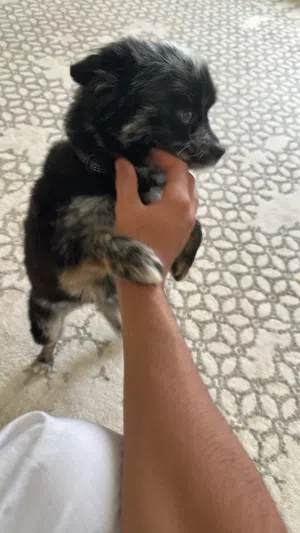 بومرينيان .