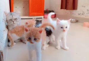 قطه مع اولادها لاتبني