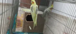 كوبيه كوكتيل