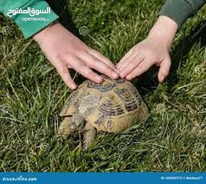 Turtles4