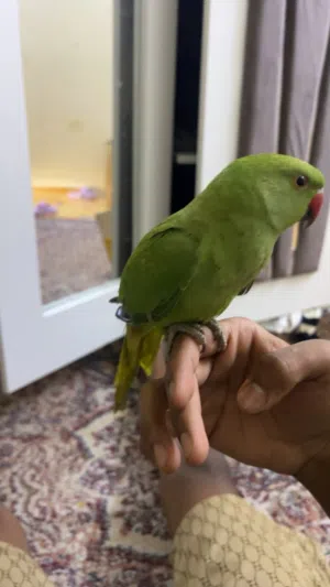 Friendly green parrot 2 boys 2 girls