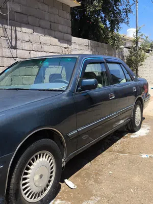 راس الثور تكم