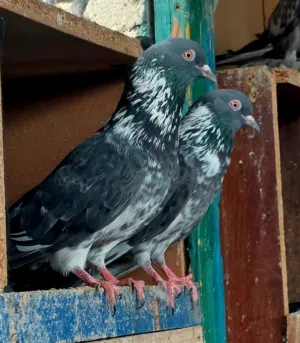 For sale pigeon Pakistani