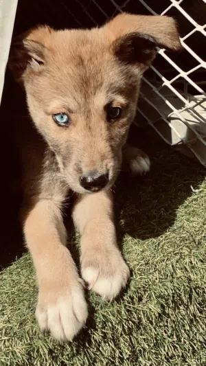Unique German Shepherd Mix Female 2700AED with One Blue Eyes -
