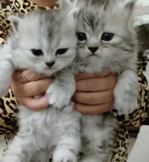 قط ذكر ونقطة انثي راغدول الاب