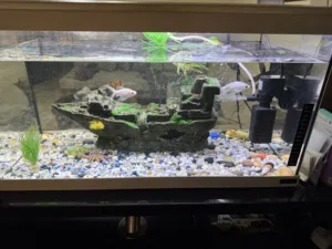 حوض سمك اصلي