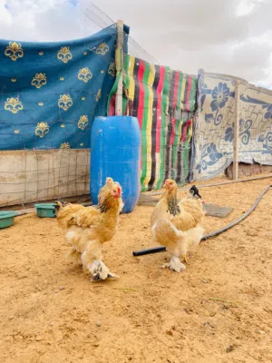 زوز دجاجات وافروج برهميات