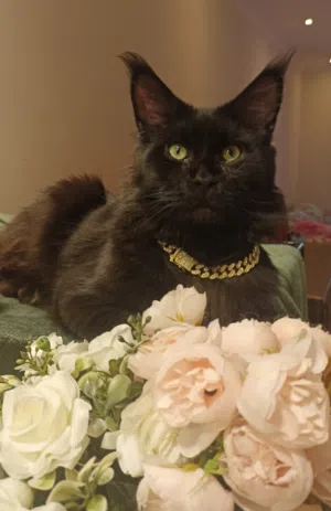 Majestic Solid Black Maincoon male  from Europe.