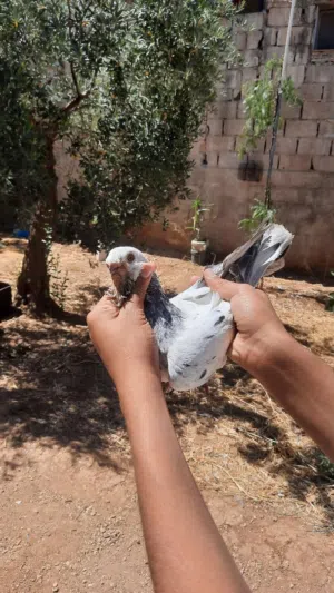 فحل طير حمام بس زقيتو بطن تحتو فراخ