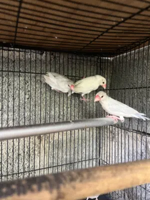 للبيع طيور جاوا محليات