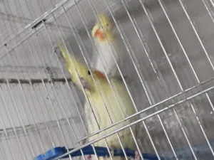 جوز كوكتيل لاتينو صافي