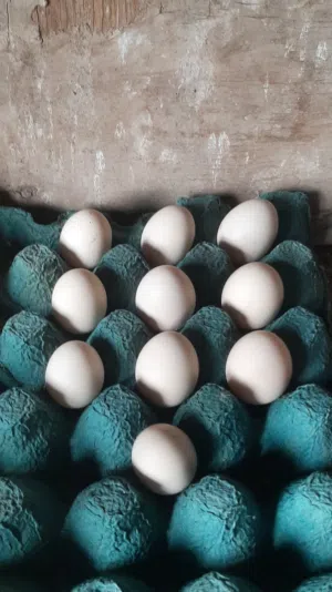 متاح بيض (دجاج اسباني)