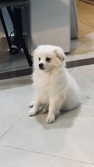 Maltese Dog