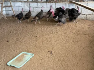 دجاج رومي (Turkey)  Turkey Birds