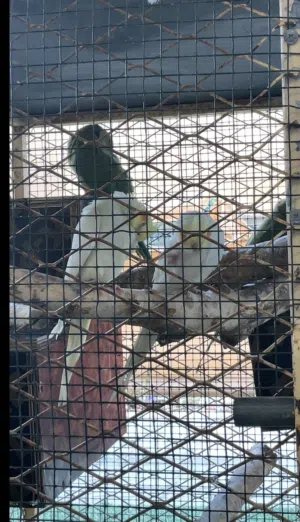 مجموعة طيور لي البيع