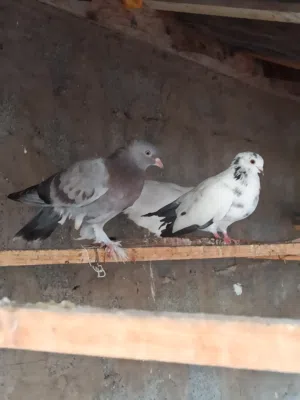 حمام ربي يبارك هزاز وشقلاب