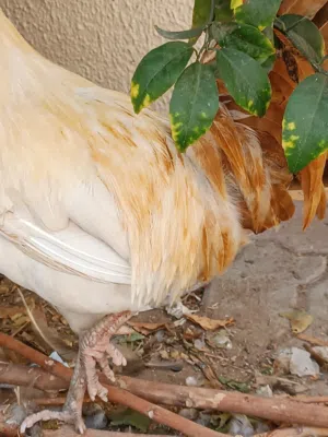 White and brown rooster