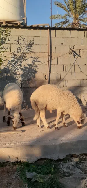 حوالى للبيع العمر 10 شهور