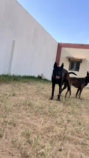 متاح 2 فحوله مالينو لتزاوج فقط بمقابل