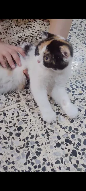 ‏شيرازي‏0