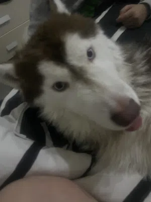 Husky for sale