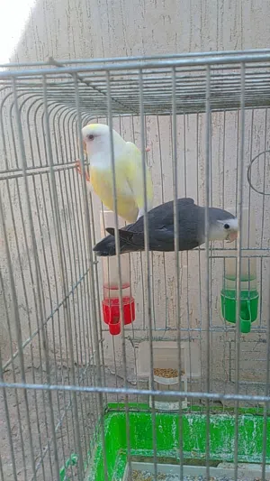 متاح بأذن الله زوز كوبيات  نضاف ونشطات ربي يبارك ربي يبارك شوف لون  وصنف كيف متحب       {{  ريش }}