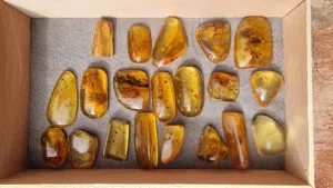 عنبر كهرمان حشري قديم