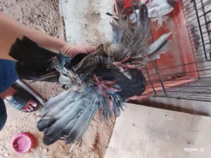 السلام عليكم كوبيه حمام شقلاب أو انتايه فرديه قلابه