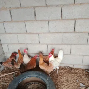 دجاج عربي السعر