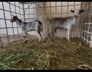 شاه مع ولدها ماشاء الله ولدها فحل مال صلاله  فحل من حلال رحوب