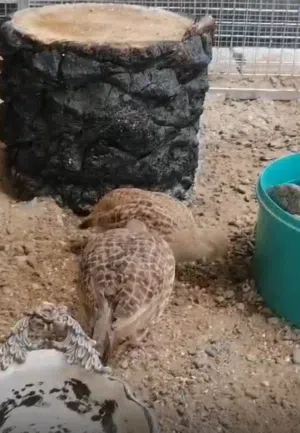 للبيع زوج صفارد باكستانيات