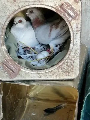 حمام للبيع