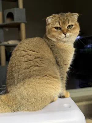أنثى سكوتش فولد