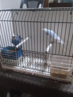 جوز حب فحل نورمال هوقو رومو على طيره بلديه