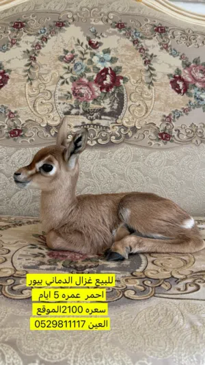 غزلا دماني الاحمر البيور