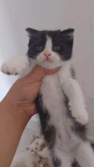 قطط للبيع بيعه مستعجله