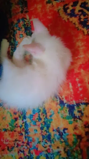 cat for sale