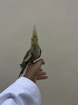 كوكتيل أليف هدد داخلي و خارجي الوصف مهم لا حد يتواصل إلا الجاد