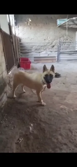 German Shepherd3
