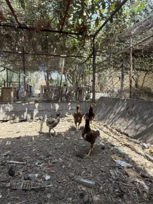 3 دجاج وديك المجموع 4 طيور