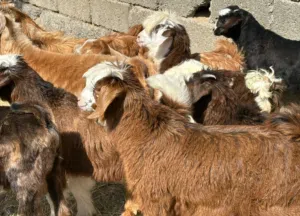 تيوس  7 + سخلات 3 عمانيات جباليات حلال طيب للتربيه وللذبح جاهزات