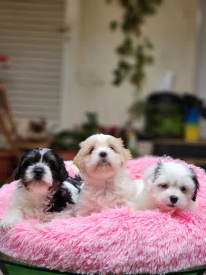 48 Days, Havanese Pure Puppies